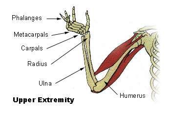 diagram of arm bones and wrist