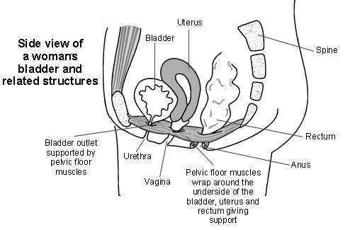 Female urinary system