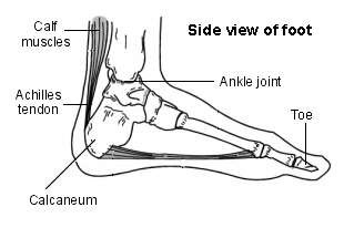 Foot - Achilles Tendon