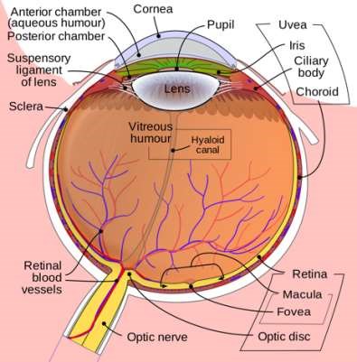Human eye diagram