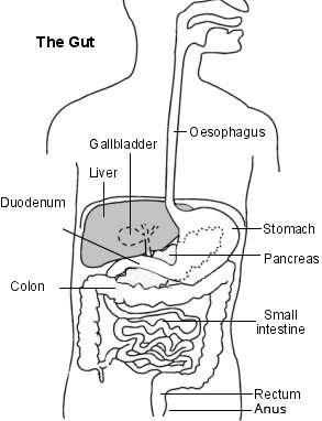 The Gut - simple