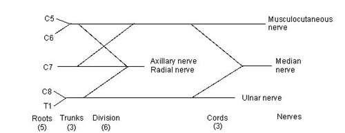 BRACHIAL PLEXUS